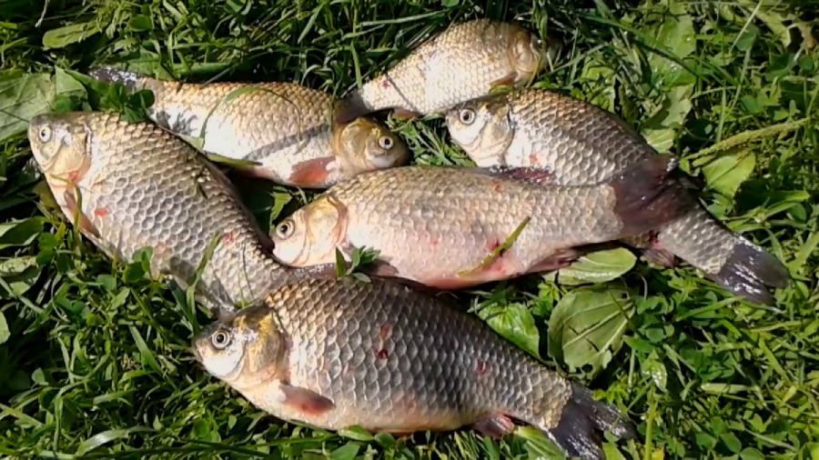 Рыбалка на озере