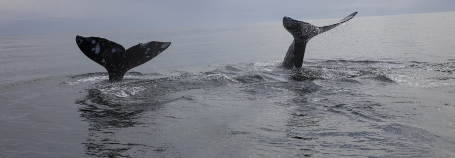 Фото Эко-глэмпинг Умка