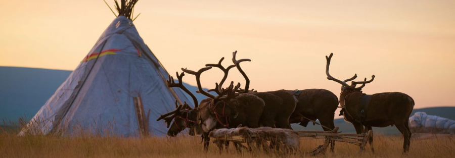 Фото Эко-глэмпинг Умка